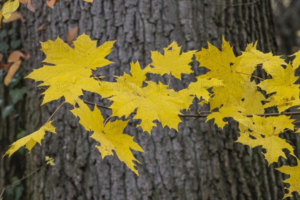 Autumn leaves of Norway maple