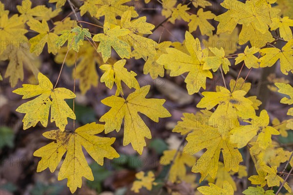 Field maple