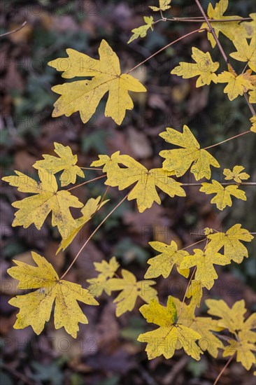 Field maple