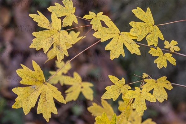 Field maple