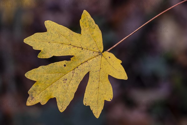 Field maple