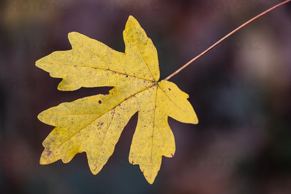 Field maple