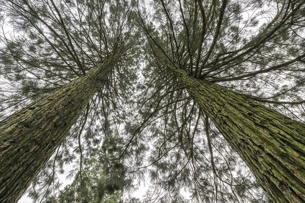 Mountain sequoias