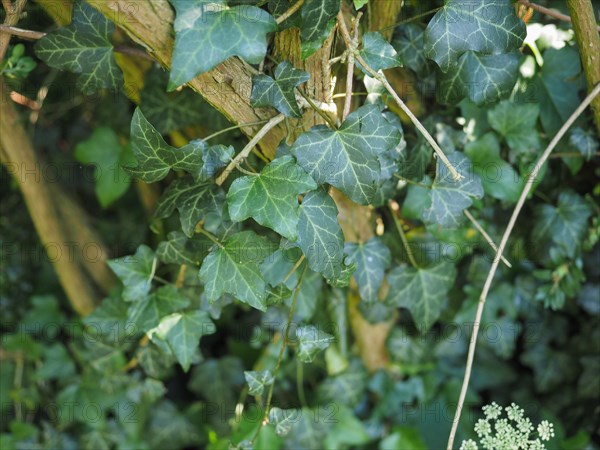 Ivy plants background