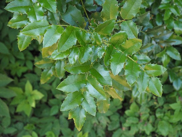 Christmas Holly plant