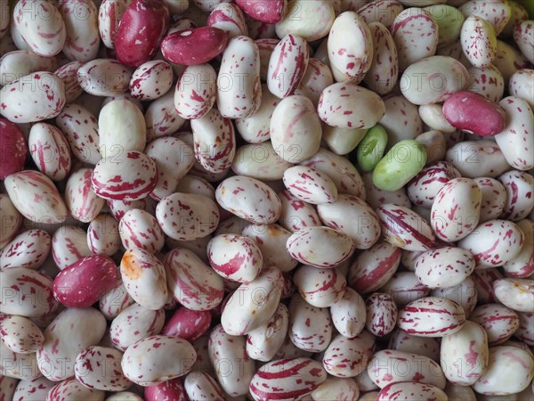 Crimson beans legumes vegetables