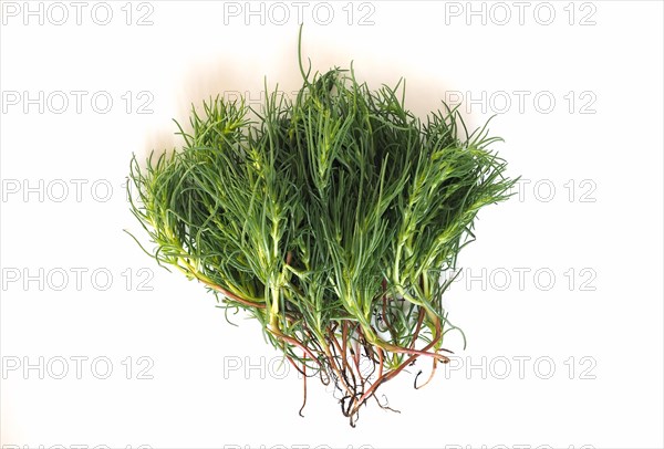 Agretti