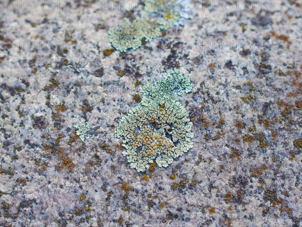 Moss on stone