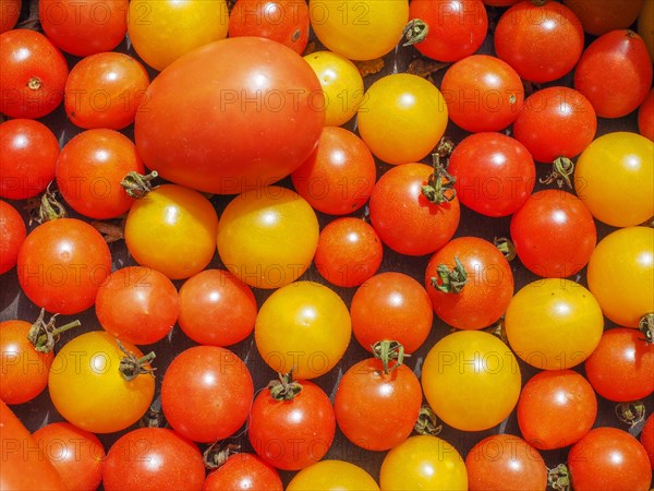 Cherry tomato vegetables
