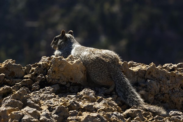 Ground squirrel