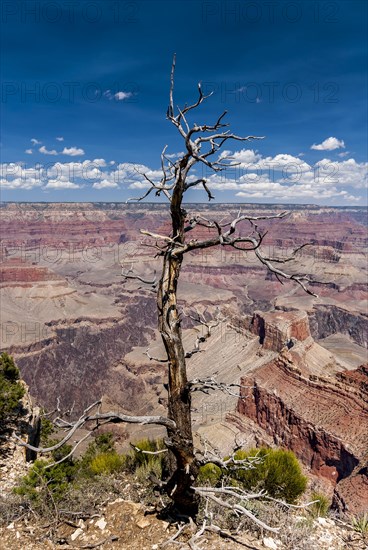 Dead tree