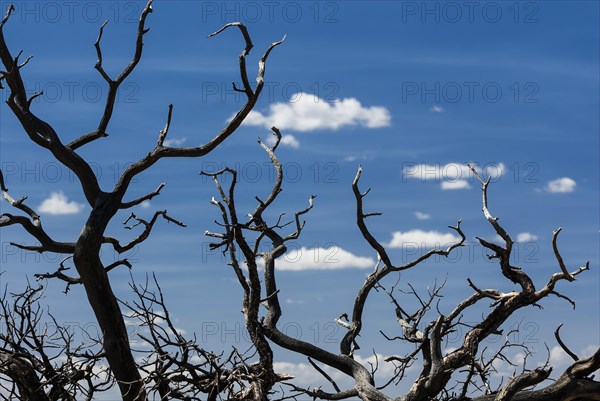 Burnt tree