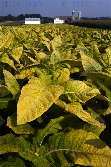 Tobacco field