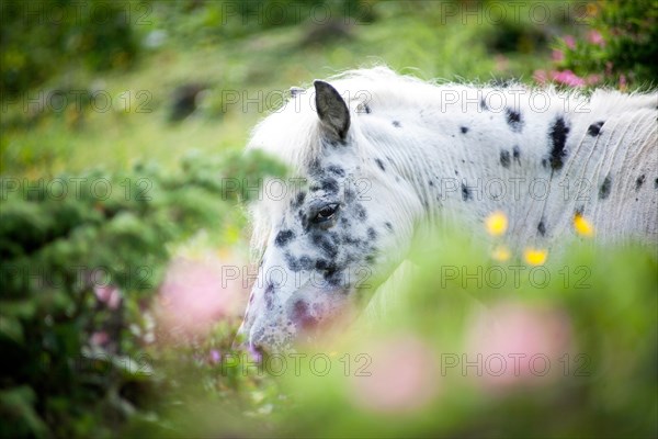 Noriker stallion on a steep alpine meadow with flowers