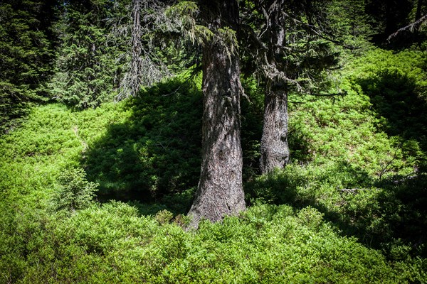 Fern and pine in the Rauris primeval forest