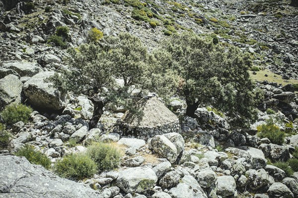 Shepherd's hut