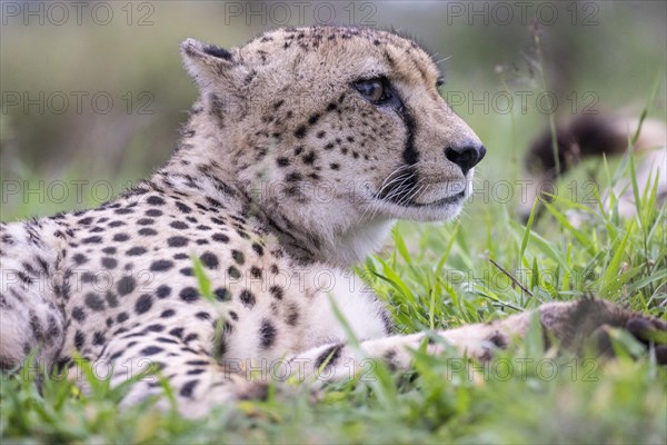 Cheetah