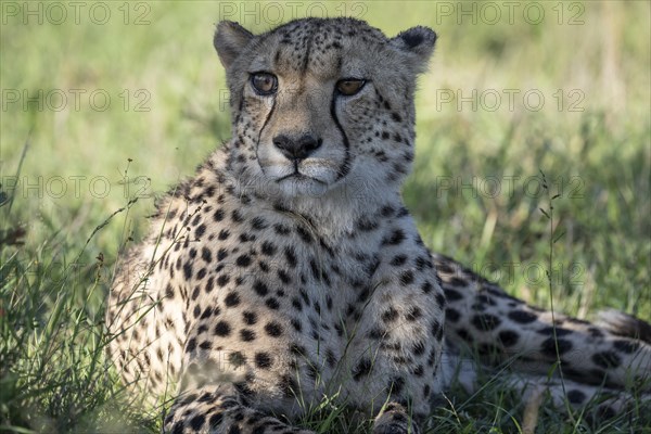 Cheetah