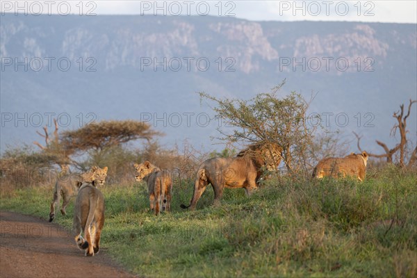 Lions