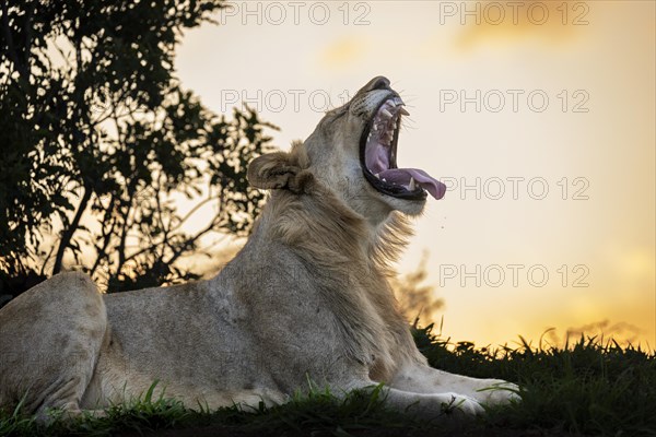 Lion