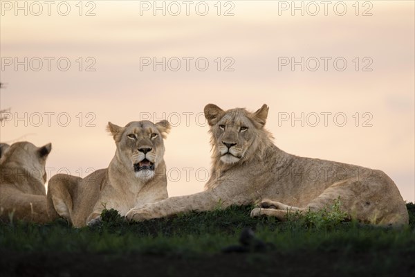 Lions