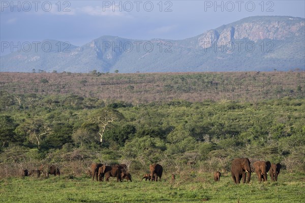 African elephants