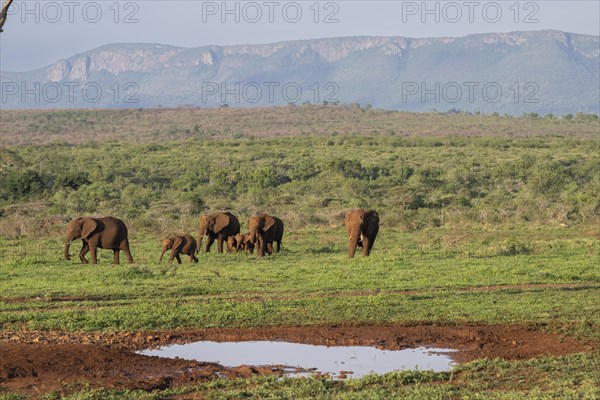 African elephants