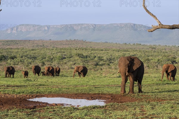 African elephants