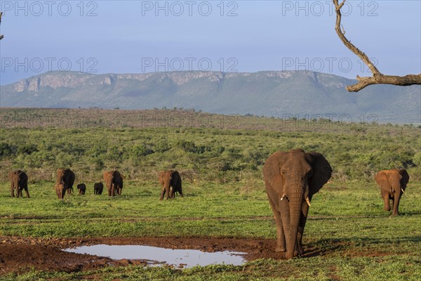 African elephants