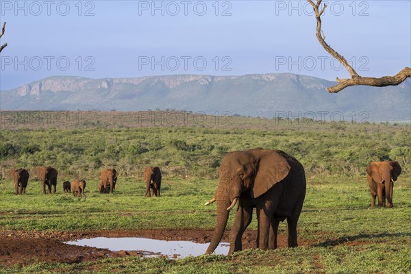 African elephants