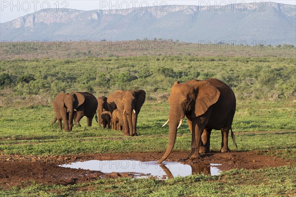 African elephants