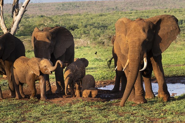 African elephants