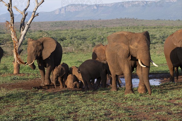 African elephants