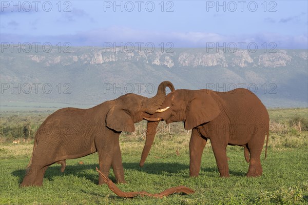 African elephants