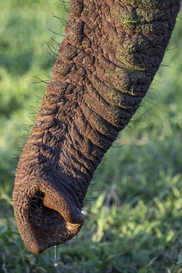 African elephant