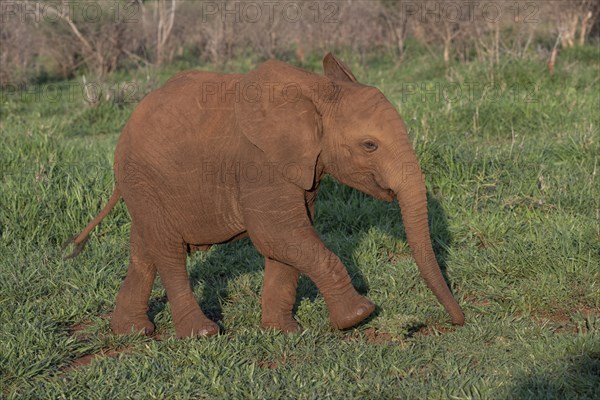 African elephant