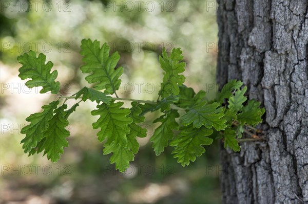 Leaves of the downy oak