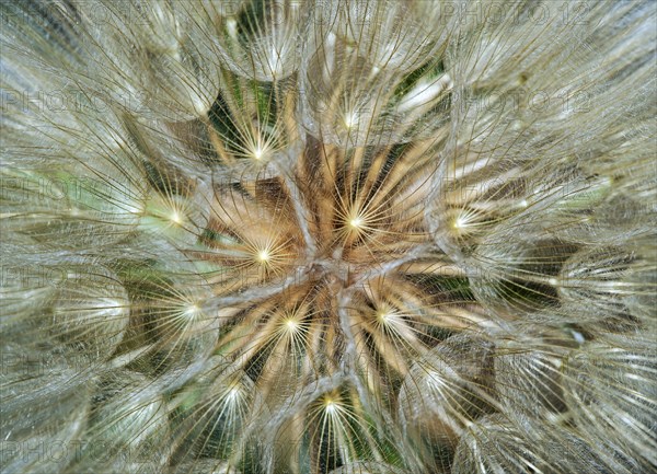 Fruits of the meadow salsify