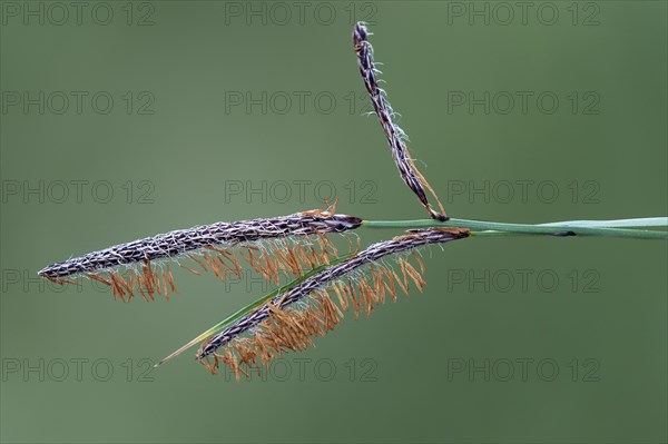 Male flowers of the carnation sedge