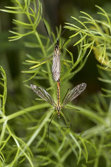 Mating of a Nephrotoma