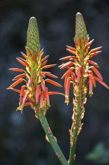 Flower of the rock aloe