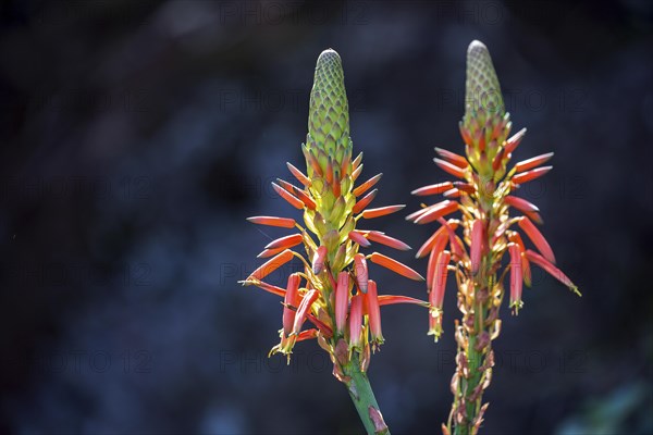 Flower of the rock aloe