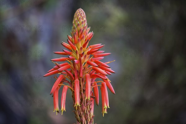 Flower of the rock aloe