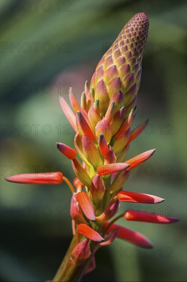 Flower of the rock aloe