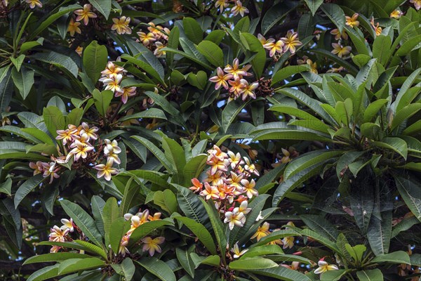 Red frangipani