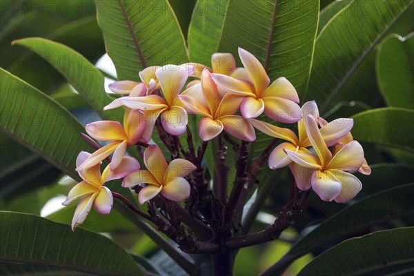 Red frangipani