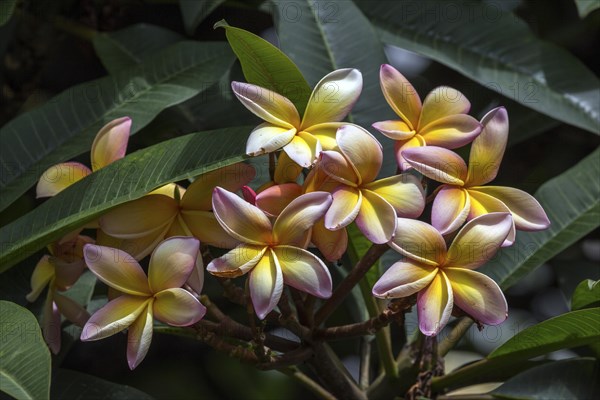 Red frangipani