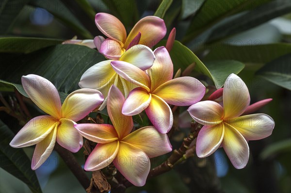 Red frangipani