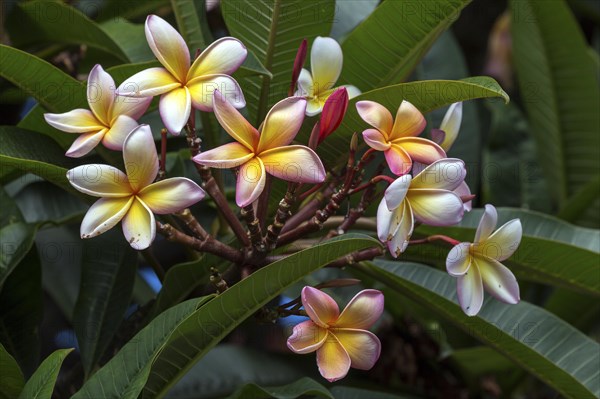 Red frangipani