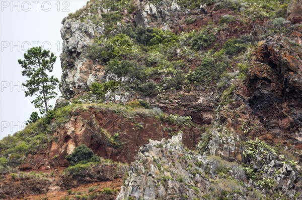 Weathered lava rocks on the cliffs